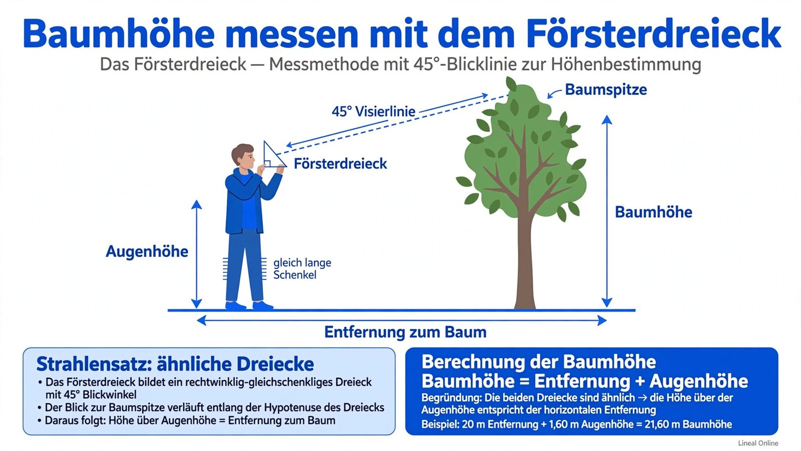 Diagramm zum Baumhöhe messen mit dem Försterdreieck: 45-Grad-Visierlinie, Strahlensatz, Formel Baumhöhe gleich Entfernung plus Augenhöhe