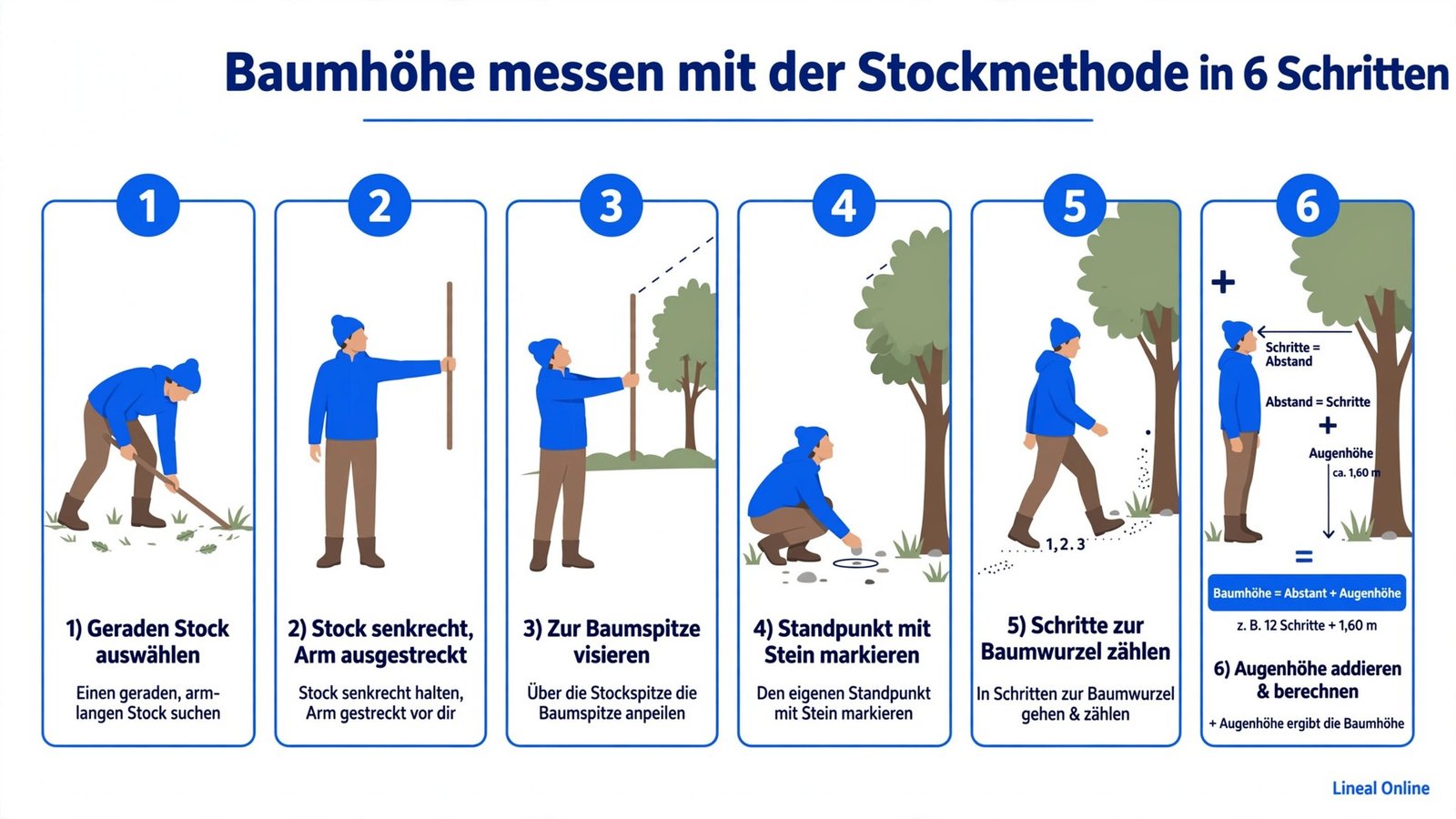 Schritt-für-Schritt-Anleitung Baumhöhe messen mit der Stockmethode: Stock senkrecht halten, Baumspitze anvisieren, Standpunkt markieren, Entfernung messen